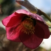 helleborus orientalis Red Lady - abriachan nurseries